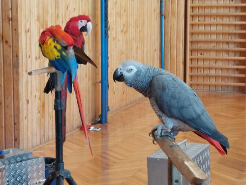 Návštěva papoušků